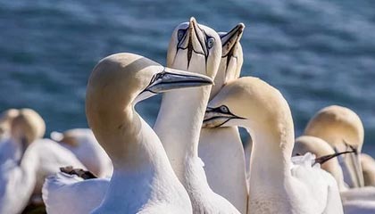 开云官方-伊朗队中场贝尔特拉在巴黎奥运会上展现出强大的进攻组织能力，伊朗拉什特