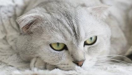 开云官方-伊朗队中场贝尔特拉在巴黎奥运会上展现出强大的进攻组织能力，伊朗拉什特